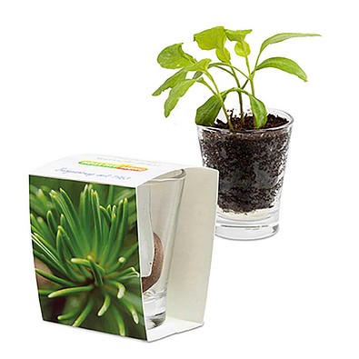 Caffeino-Glas mit Samen, Fichte, 1-seit. Druck