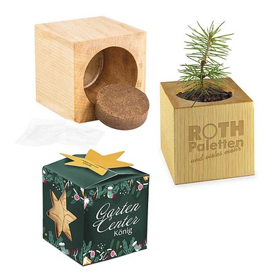 Pflanz-Holz Büro Star-Box Xmas mit Fichtensamen, Fichte, 1-seit. Druck