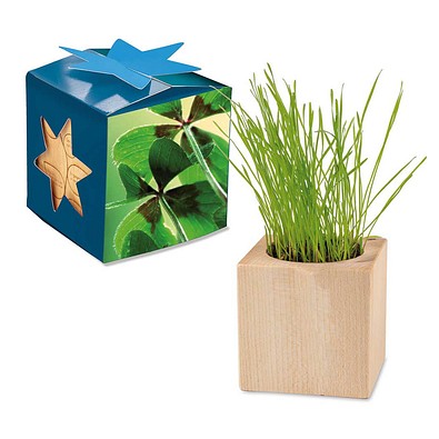 Pflanz-Holz Maxi Star-Box mit Samen, Glücksklee