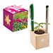 Pflanz-Holz Büro Star-Box mit Samen, Sommerblumenmischung, 1-seit. Druck