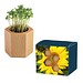 Pflanz-Holz Hexagon mit Samen, Sonnenblume, 1-seit. Druck