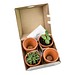 Pflanzen-Mix Winter-Set, 1-seit. Druck