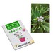Samen-Karte-Mini Blume, Fichte, 2-seit. Druck