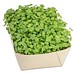Microgreens-Gärtchen, Salatrauke, 1-seit. Druck