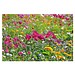 Samenpapier DIN A7, Blumenmischung, 1-seit. Druck