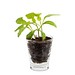 Caffeino-Glas mit Samen, Gartenkresse, 1-seit. Druck