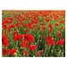 Samenpapier DIN A6, Klappkarte, Mohnblume, 2-seit. Druck