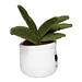 MiniFeet® Displayreiniger Schmoozies® Evergreenies® Aloe Vera