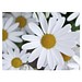 Pflanz-Fässchen mit Samen, Margerite, 1-seit. Druck