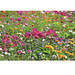 Samentütchen Mini - Graspapier - Sommerblume, braun
