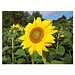 Pflanz-Holz Hexagon mit Samen, Sonnenblume, 1-seit. Druck